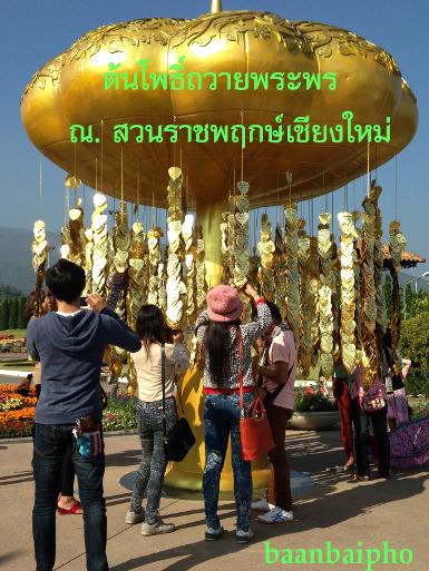 ต้นโพธิ์ทองถวายพระพร